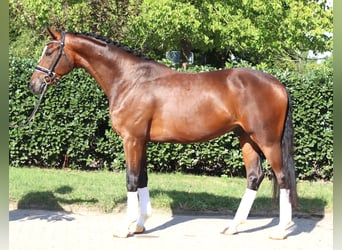 Hannover, Castrone, 4 Anni, 168 cm, Baio