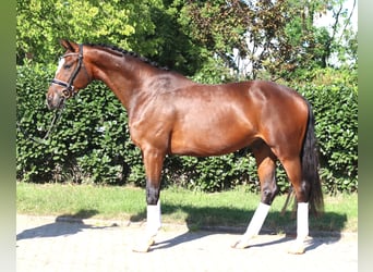 Hannover, Castrone, 4 Anni, 168 cm, Baio