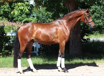 Hannover, Castrone, 4 Anni, 168 cm, Baio