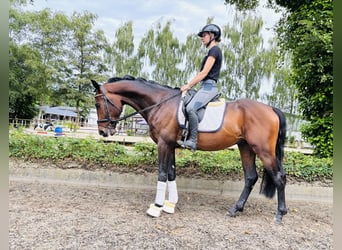 Hannover, Castrone, 4 Anni, 168 cm, Baio