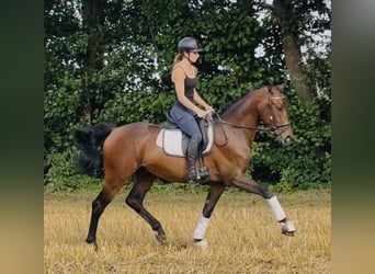 Hannover, Castrone, 4 Anni, 168 cm, Baio