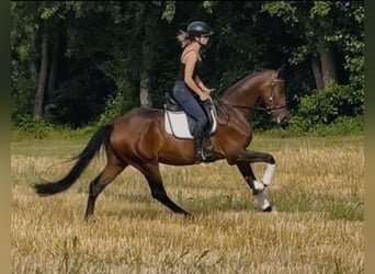 Hannover, Castrone, 4 Anni, 168 cm, Baio