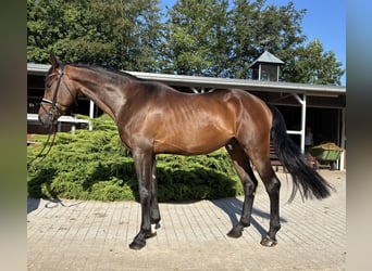Hannover, Castrone, 4 Anni, 168 cm, Baio