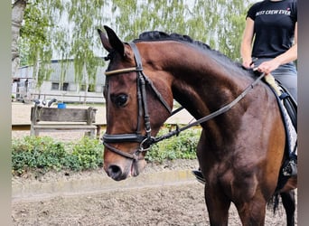 Hannover, Castrone, 4 Anni, 168 cm, Baio