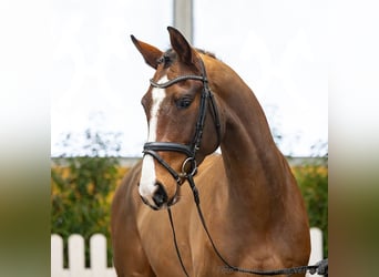 Hannover, Castrone, 4 Anni, 168 cm, Baio