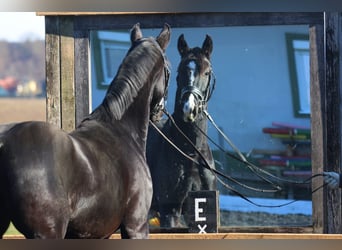 Hannover, Castrone, 4 Anni, 168 cm, Baio nero