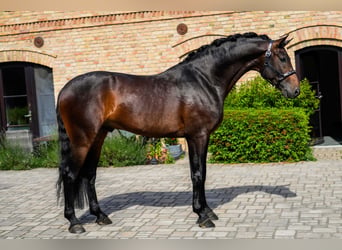 Hannover, Castrone, 4 Anni, 168 cm, Baio scuro