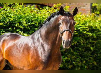 Hannover, Castrone, 4 Anni, 168 cm, Baio scuro