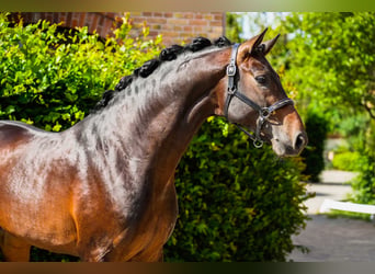 Hannover, Castrone, 4 Anni, 168 cm, Baio scuro