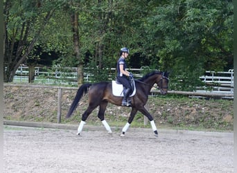 Hannover, Castrone, 4 Anni, 168 cm, Baio scuro