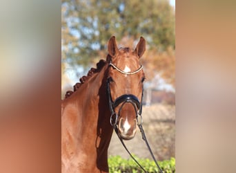 Hannover, Castrone, 4 Anni, 168 cm