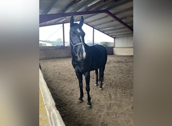 Hannover, Castrone, 4 Anni, 168 cm, Morello