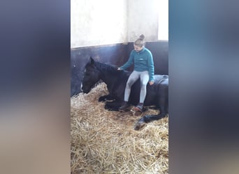 Hannover, Castrone, 4 Anni, 168 cm, Morello