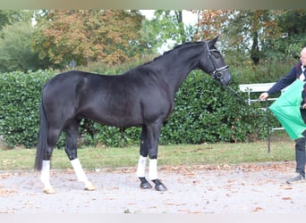 Hannover, Castrone, 4 Anni, 168 cm, Morello