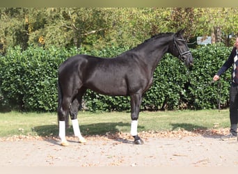Hannover, Castrone, 4 Anni, 168 cm, Morello