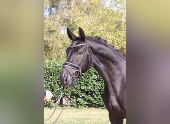 Hannover, Castrone, 4 Anni, 168 cm, Morello