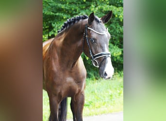 Hannover, Castrone, 4 Anni, 168 cm, Morello