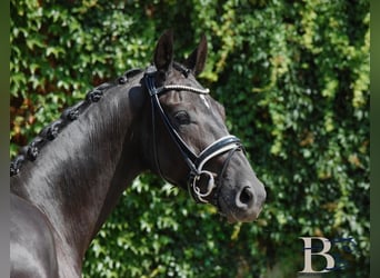 Hannover, Castrone, 4 Anni, 168 cm, Morello