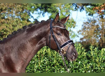 Hannover, Castrone, 4 Anni, 168 cm, Morello