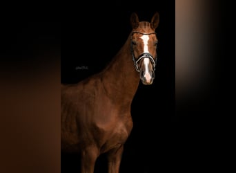 Hannover, Castrone, 4 Anni, 168 cm, Sauro