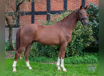 Hannover, Castrone, 4 Anni, 168 cm, Sauro