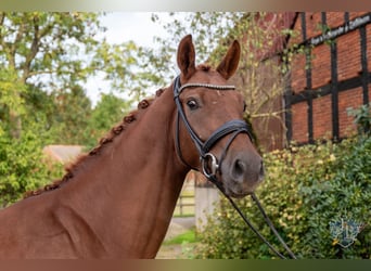 Hannover, Castrone, 4 Anni, 168 cm, Sauro