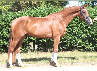 Hannover, Castrone, 4 Anni, 168 cm, Sauro