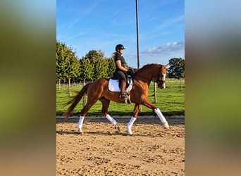 Hannover, Castrone, 4 Anni, 168 cm, Sauro