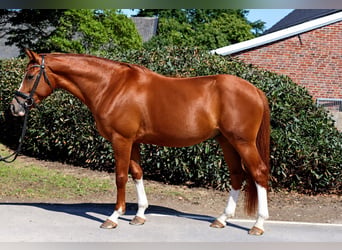 Hannover, Castrone, 4 Anni, 168 cm, Sauro
