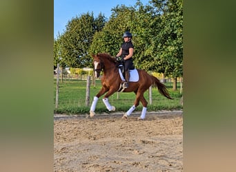 Hannover, Castrone, 4 Anni, 168 cm, Sauro