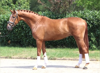 Hannover, Castrone, 4 Anni, 168 cm, Sauro