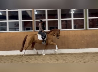 Hannover, Castrone, 4 Anni, 168 cm, Sauro