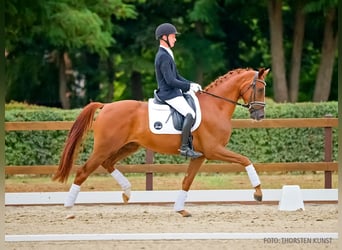 Hannover, Castrone, 4 Anni, 168 cm, Sauro