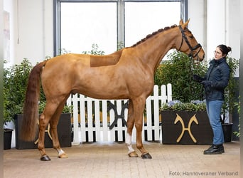 Hannover, Castrone, 4 Anni, 168 cm, Sauro