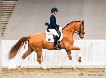 Hannover, Castrone, 4 Anni, 168 cm, Sauro