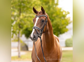 Hannover, Castrone, 4 Anni, 168 cm, Sauro