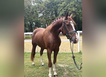 Hannover, Castrone, 4 Anni, 168 cm, Sauro scuro