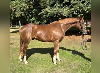 Hannover, Castrone, 4 Anni, 168 cm, Sauro scuro