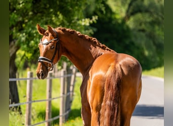Hannover, Castrone, 4 Anni, 168 cm, Sauro scuro