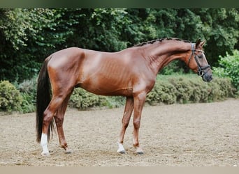 Hannover, Castrone, 4 Anni, 168 cm, Sauro scuro