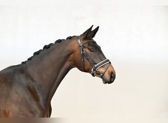 Hannover, Castrone, 4 Anni, 169 cm, Baio