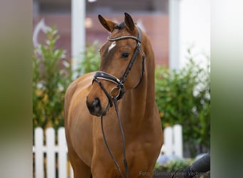 Hannover, Castrone, 4 Anni, 169 cm, Baio