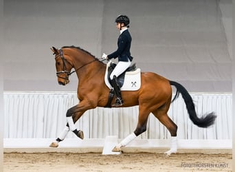 Hannover, Castrone, 4 Anni, 169 cm, Baio