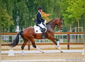 Hannover, Castrone, 4 Anni, 169 cm, Baio
