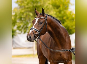 Hannover, Castrone, 4 Anni, 169 cm, Baio