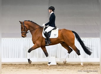 Hannover, Castrone, 4 Anni, 169 cm, Baio