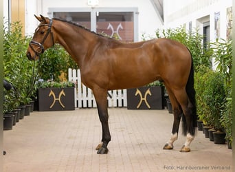 Hannover, Castrone, 4 Anni, 169 cm, Baio