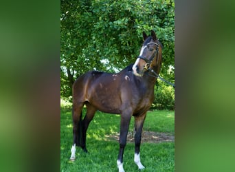 Hannover, Castrone, 4 Anni, 169 cm, Baio nero