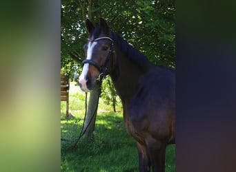 Hannover, Castrone, 4 Anni, 169 cm, Baio nero