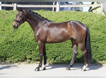 Hannover, Castrone, 4 Anni, 169 cm, Baio scuro
